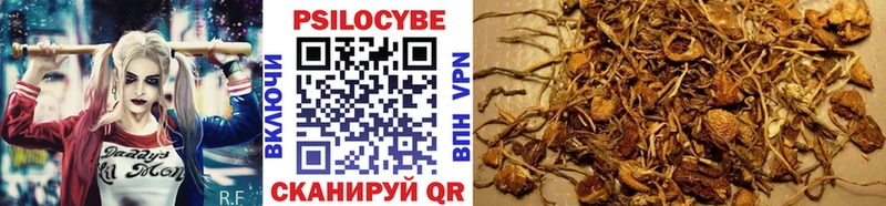 магазин    Калининец  Галлюциногенные грибы Psilocybine cubensis 